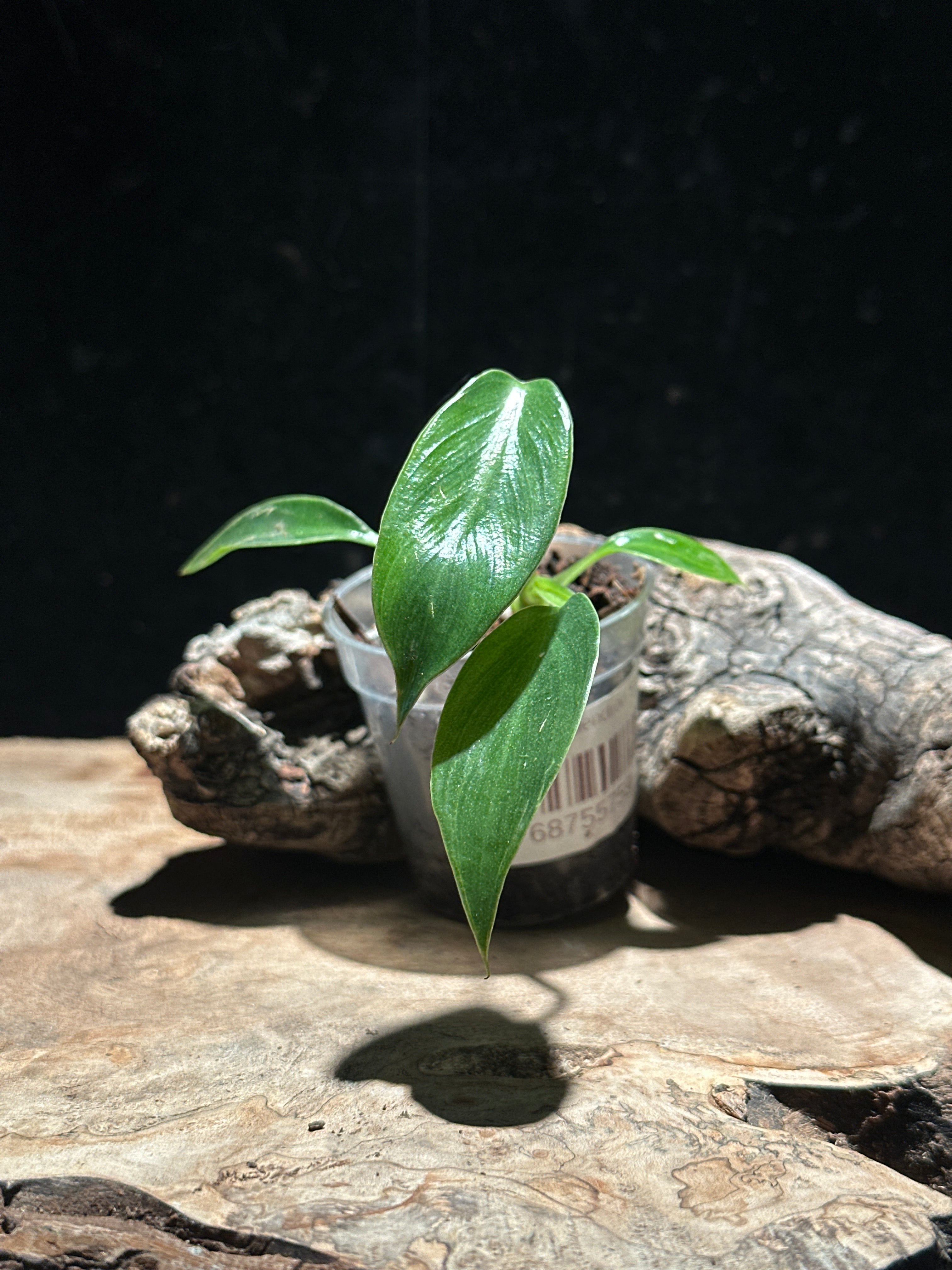 Philodendron Spiritus Sancti- Holy Grail Philodendron