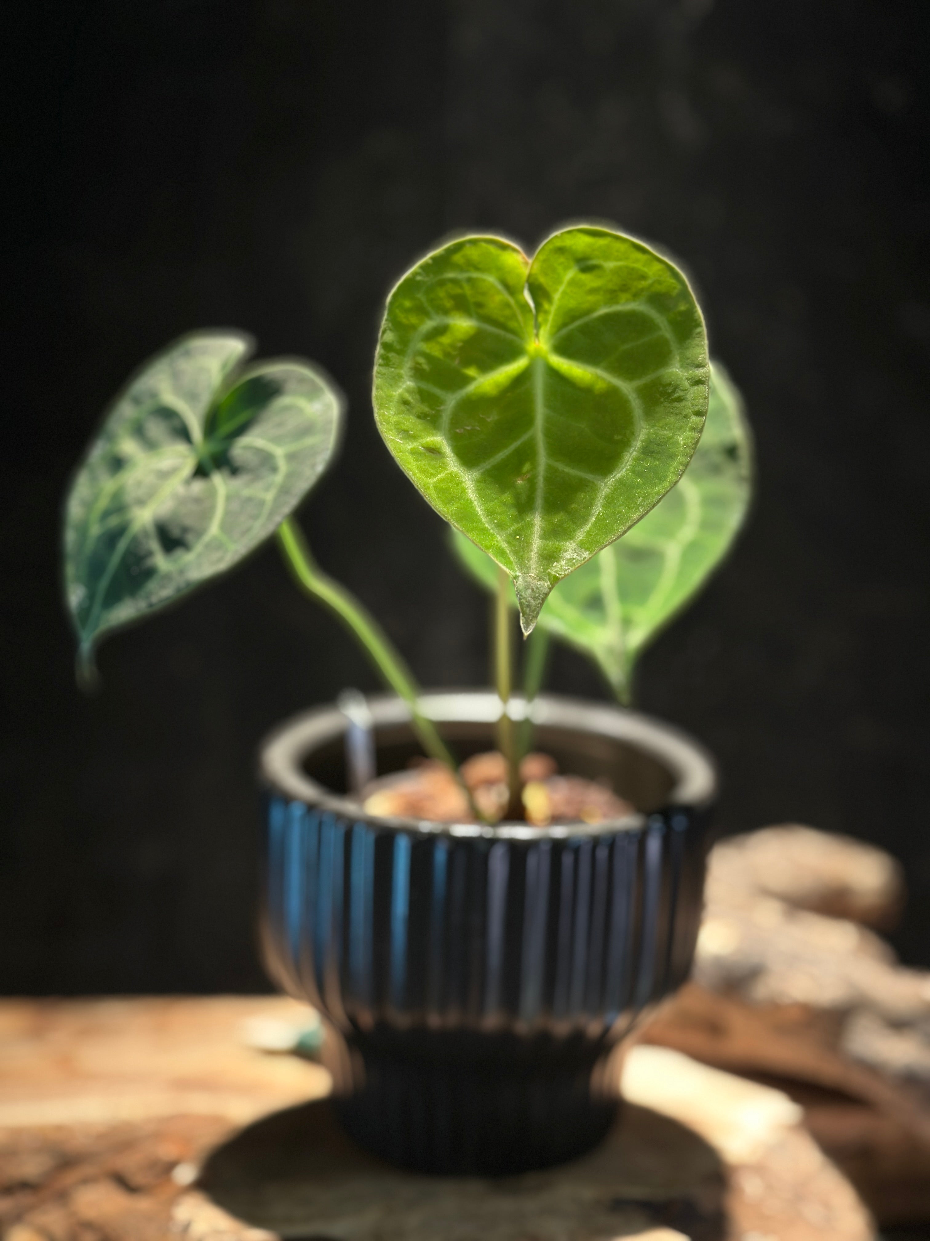 Anthurium Queen of Clarinervium