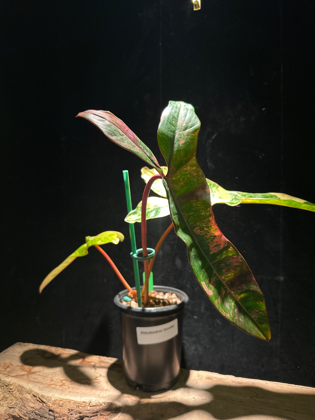 Philodendron Jennifer