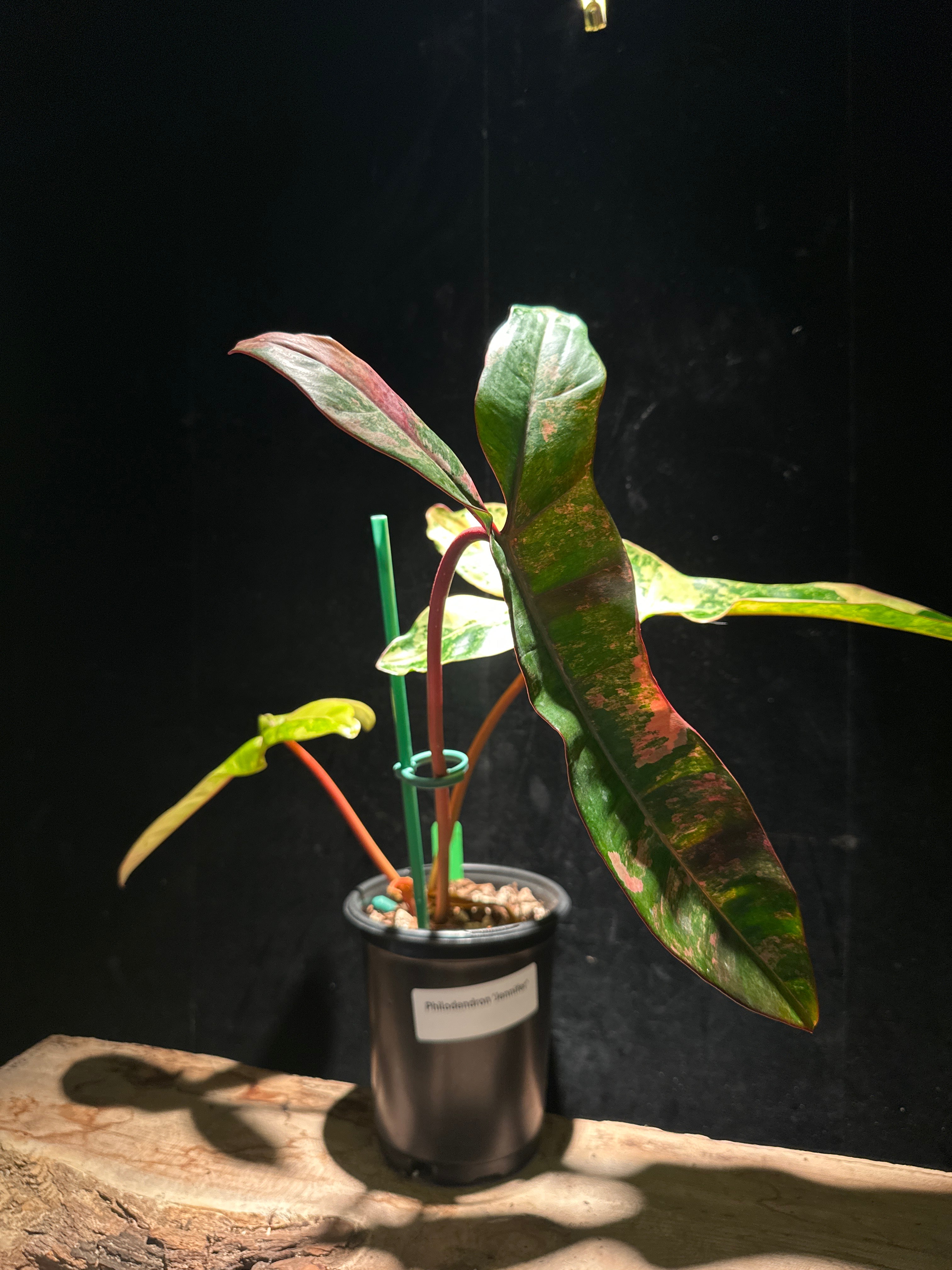 Philodendron Jennifer