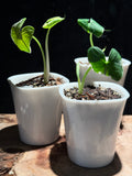 Mickey Mouse Taro (Xanthosoma ‘Variegatum Monstrosum’) – Rare Variegated Elephant Ear