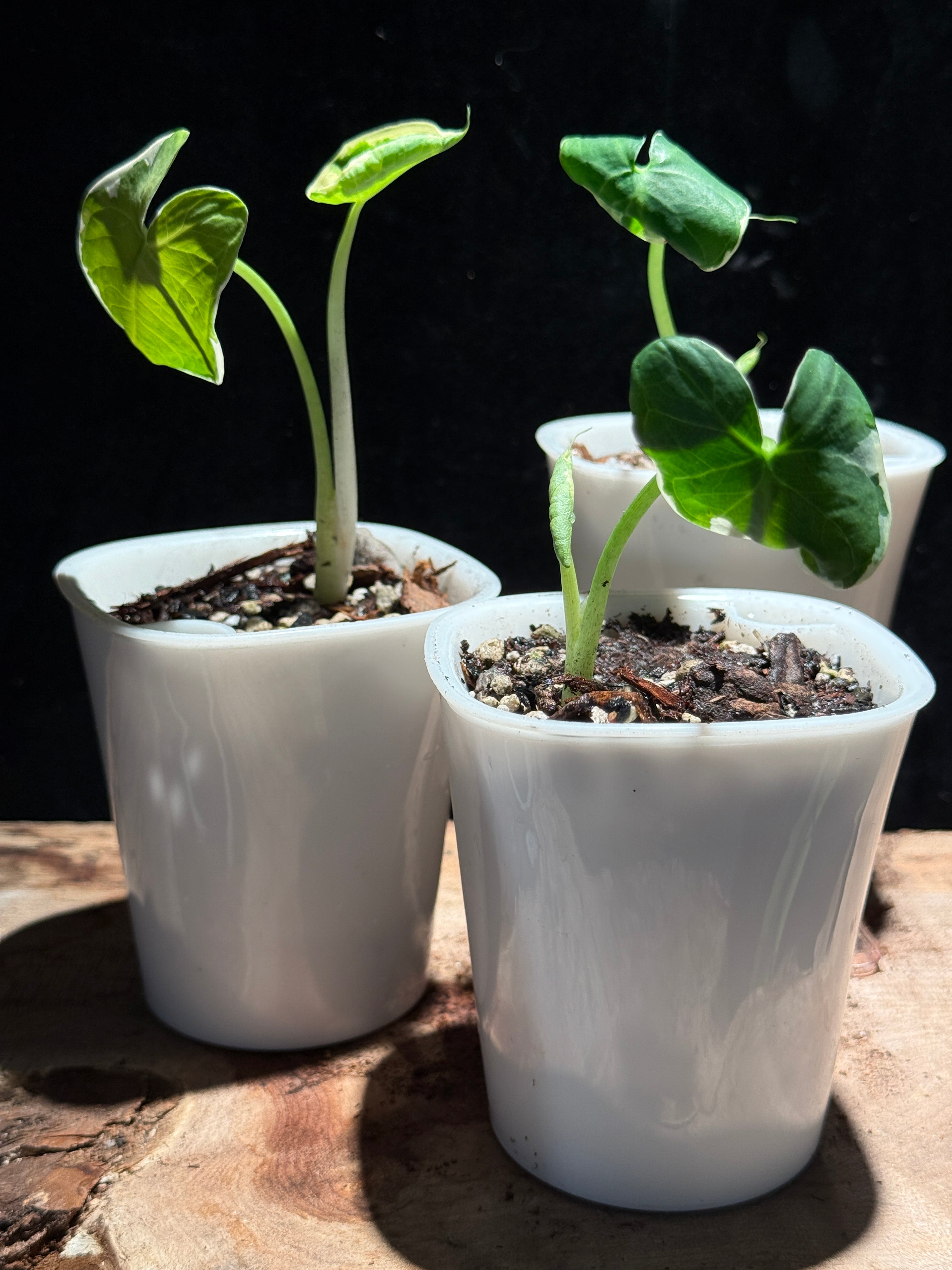 Mickey Mouse Taro (Xanthosoma ‘Variegatum Monstrosum’) – Rare Variegated Elephant Ear