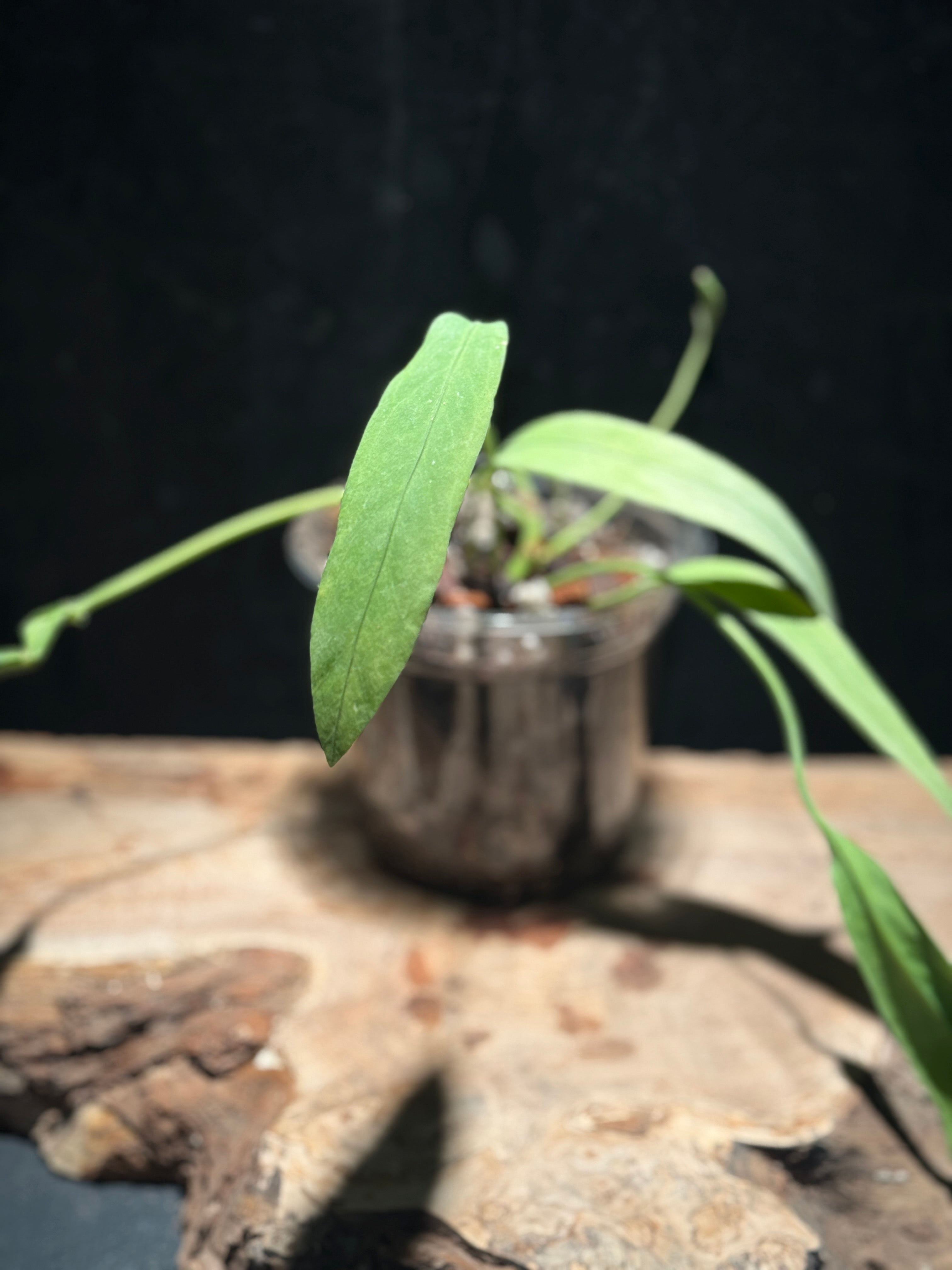 Anthurium Vitalfolium - Variegated