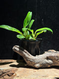 Raphidophora eliptica- sculptural climbing aroid