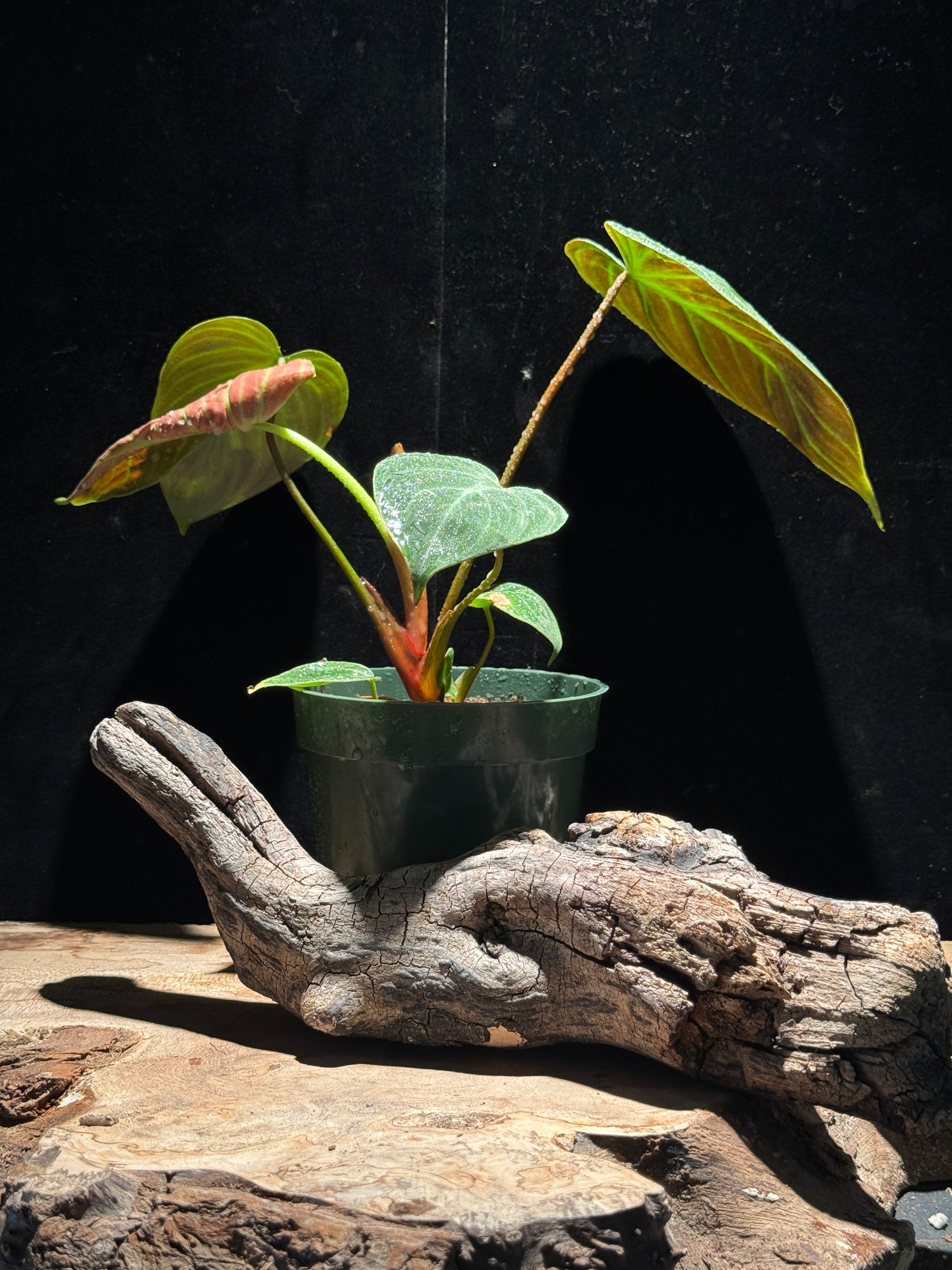 Philodendron rubrijuvenile ‘El Choco Red’ – Velvety Red‑Backed Climber