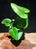 Heart Fern (Hemionitis arifolia) – Premium Indoor Tropical Fern