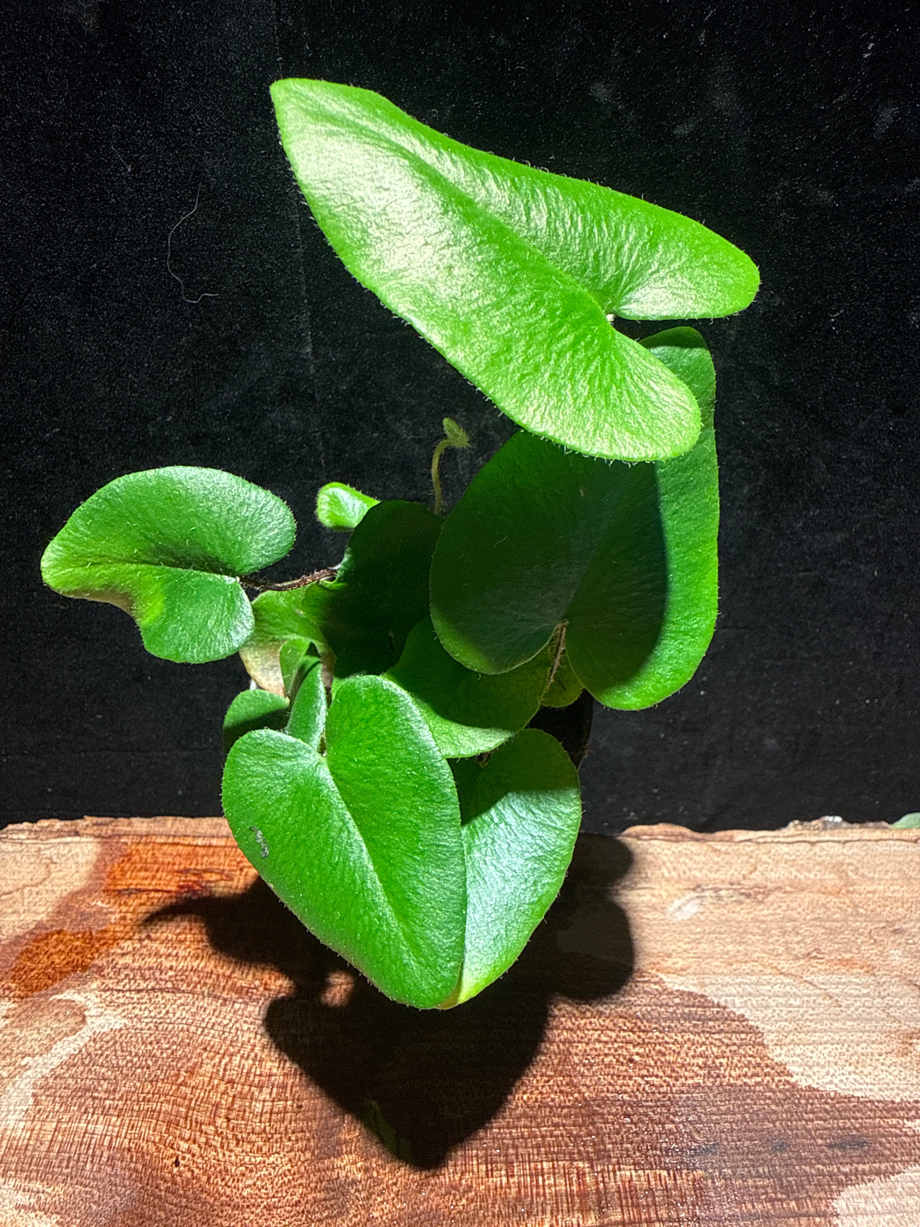 Heart Fern (Hemionitis arifolia) – Premium Indoor Tropical Fern