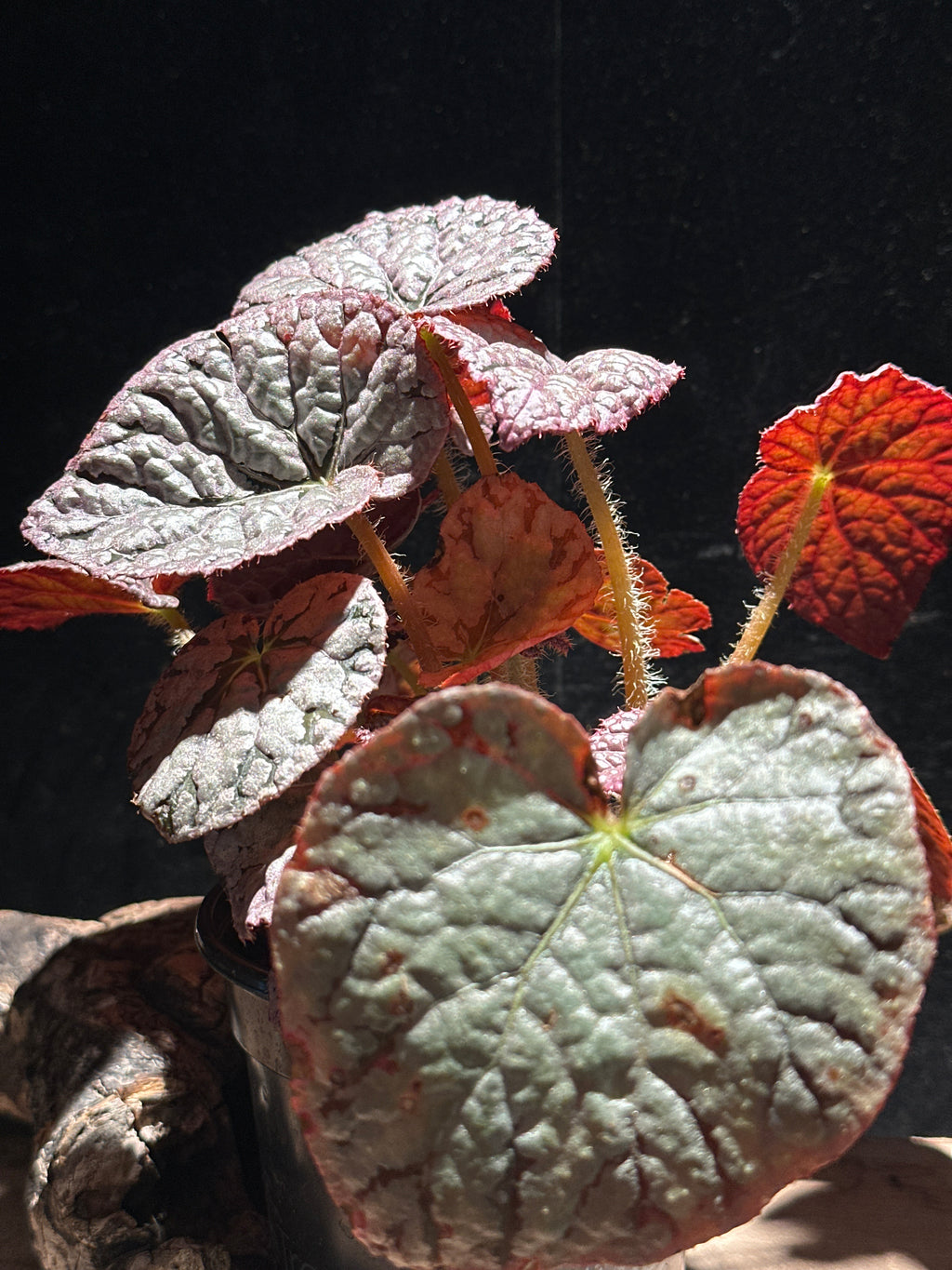 Begonia 'Chayo' 4"