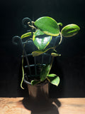 Hoya verticillata Albomarginata | Variegated Wax Plant