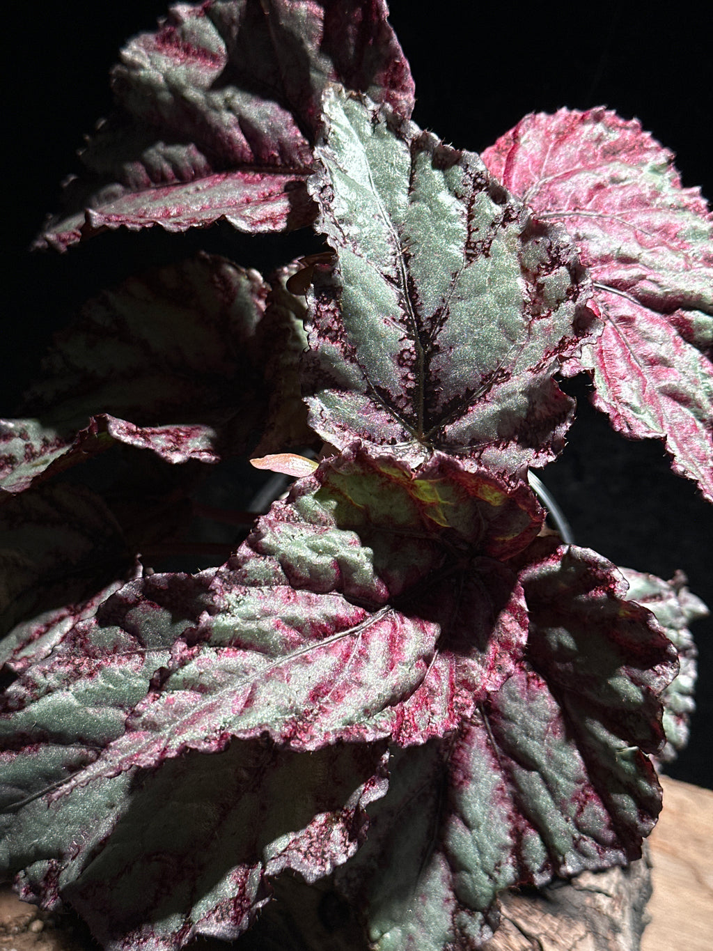 Begonia Rex Merengue 4"