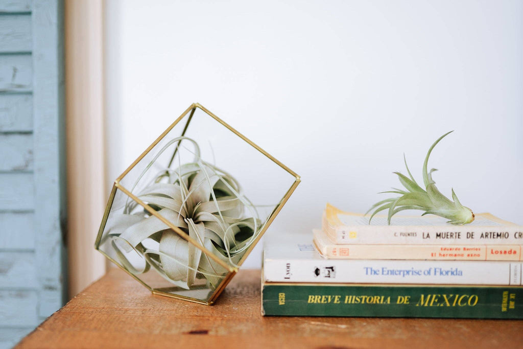 Heptahedron Geometric Glass Terrarium