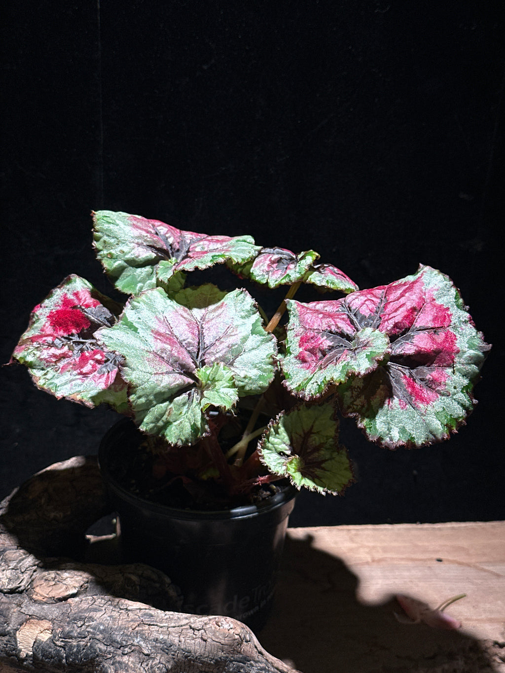 Begonia rex ‘Escargot Mafia’ | Spiral Leaf Rex Begonia