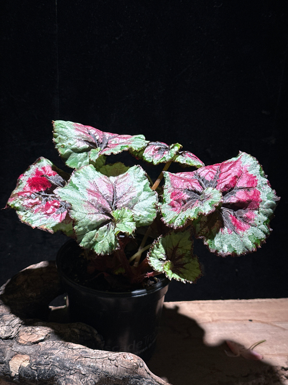 Begonia rex ‘Escargot Mafia’ | Spiral Leaf Rex Begonia