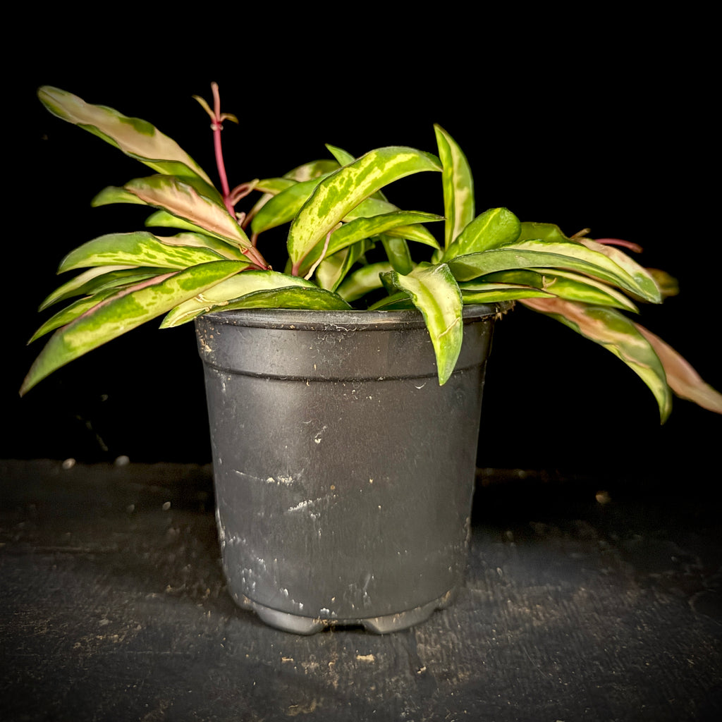 Hoya Wayetii