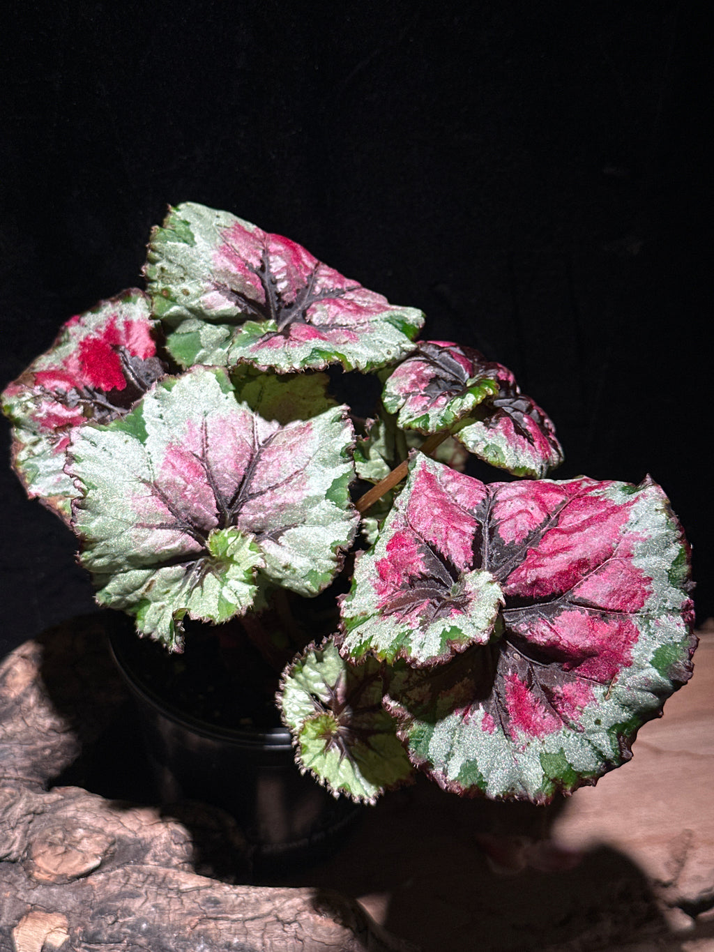 Begonia rex ‘Escargot Mafia’ | Spiral Leaf Rex Begonia