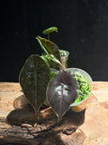 Alocasia azlanii “Red Mambo” Rare Jewel Alocasia