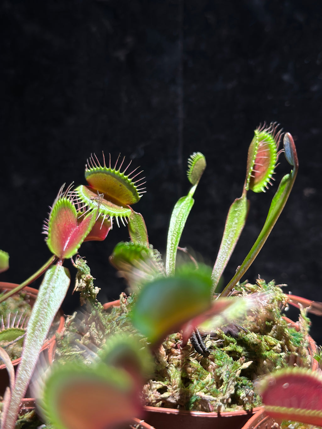 Red Venus Flytrap ‘Akai Ryu’ 3” pot