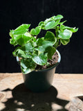 Variegated Wax Ivy – Senecio macroglossus ‘Variegatus’