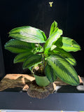 Calathea ‘Beauty Star’ – Variegated Prayer Plants