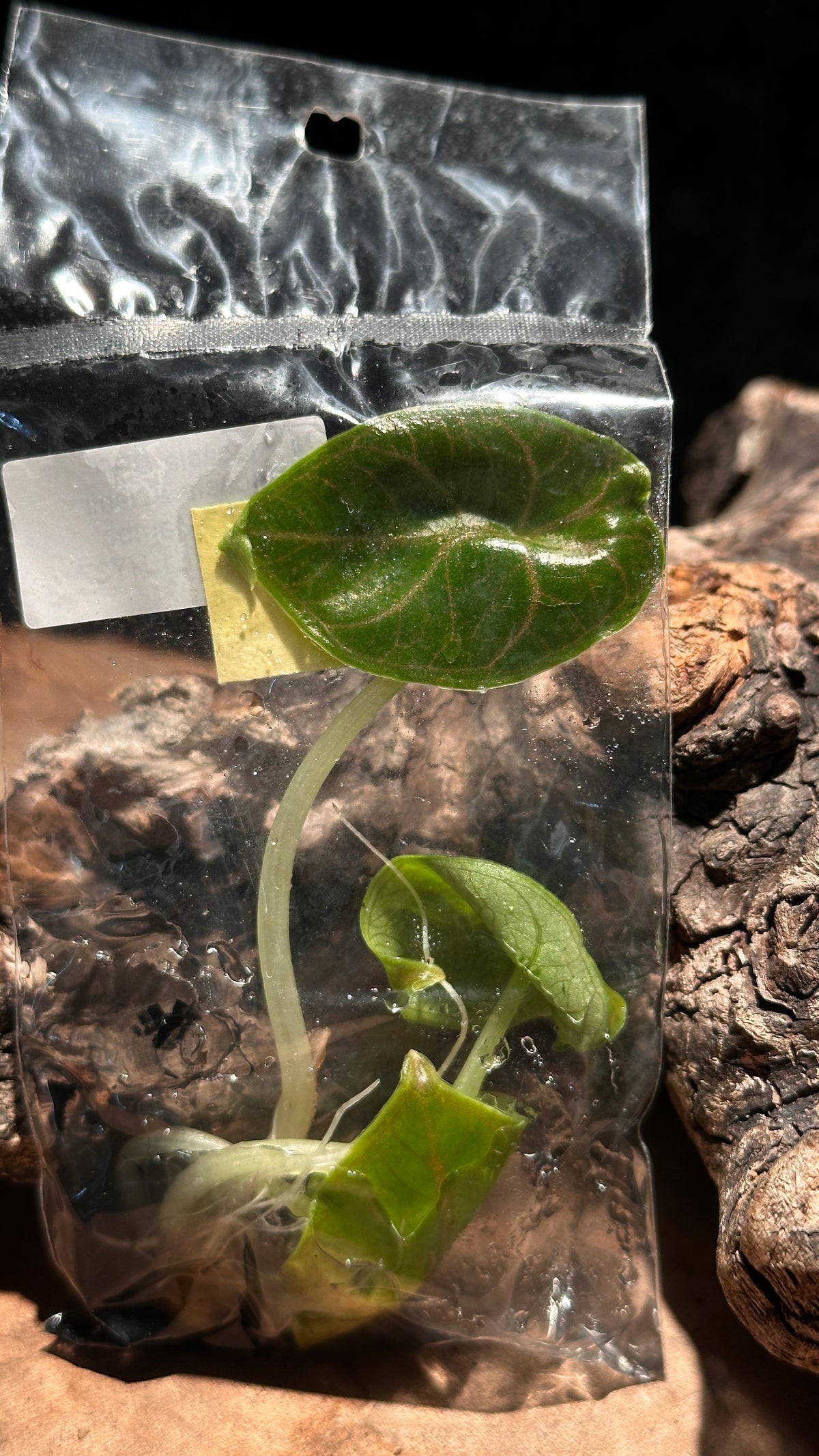 Alocasia “Red Mambo” TC Rare Jewel Alocasia Tissue Culture