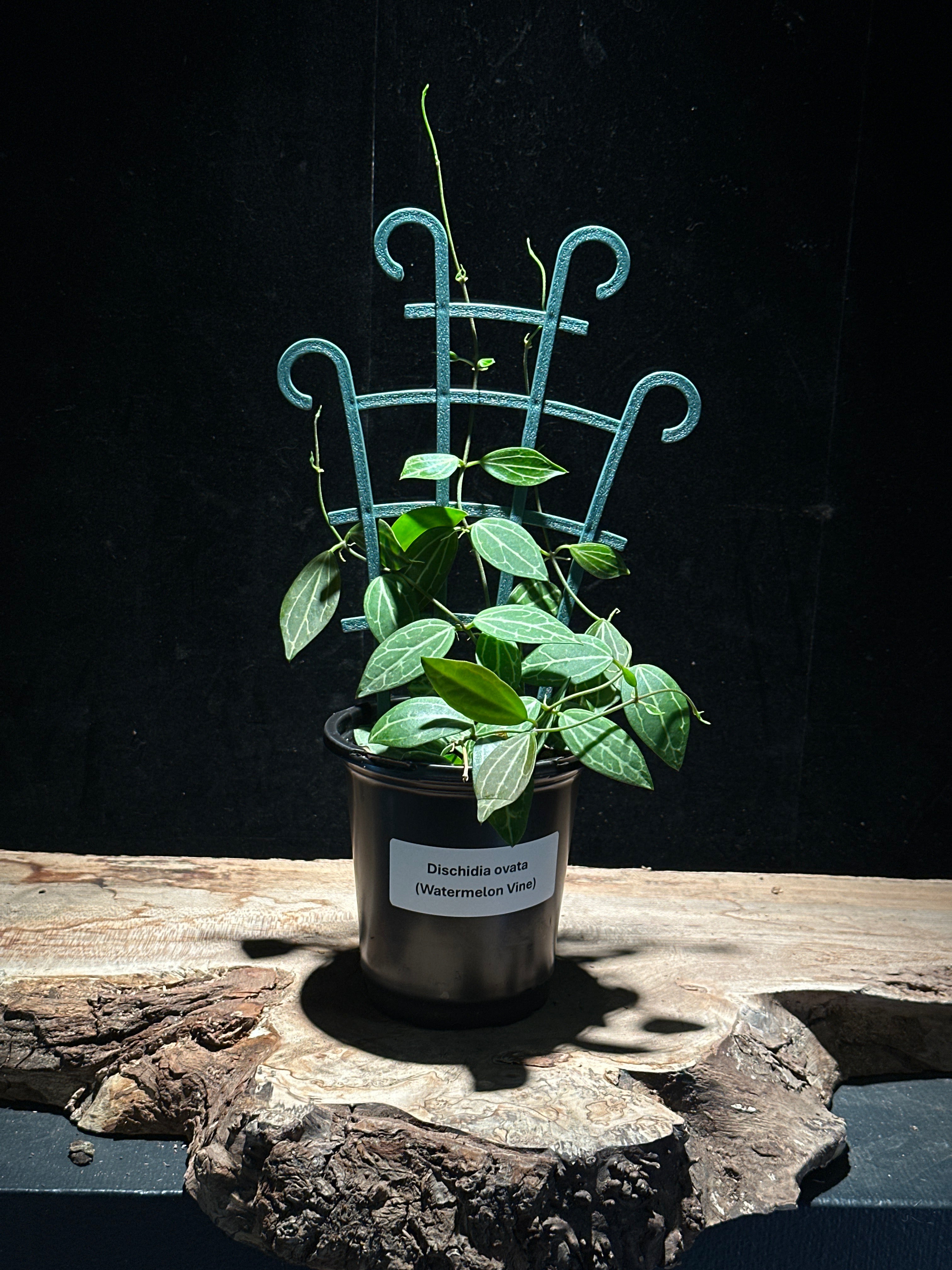 Dischidia ovata (Watermelon Vine)
