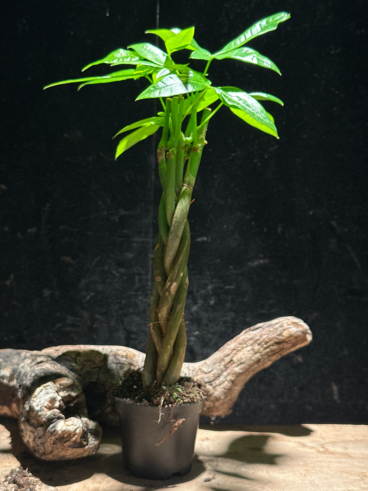 Money Tree Braid – Pachira aquatica 2"