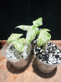Alocasia Hualong Variegated – Rare Mottled Elephant Ear