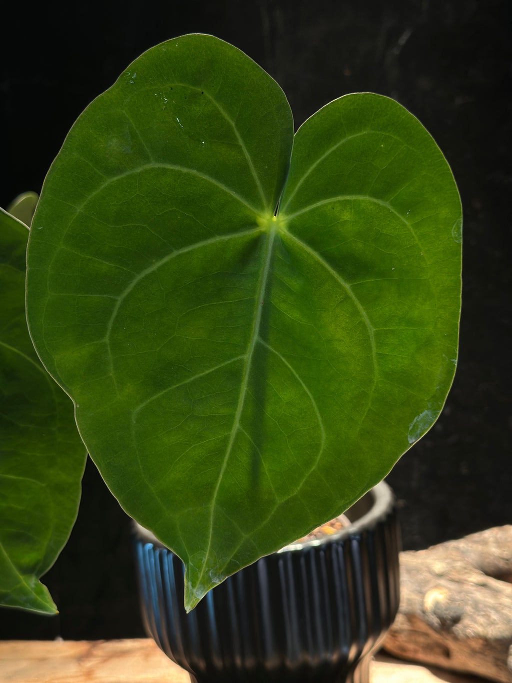 Anthurium Queen of Clarinervium