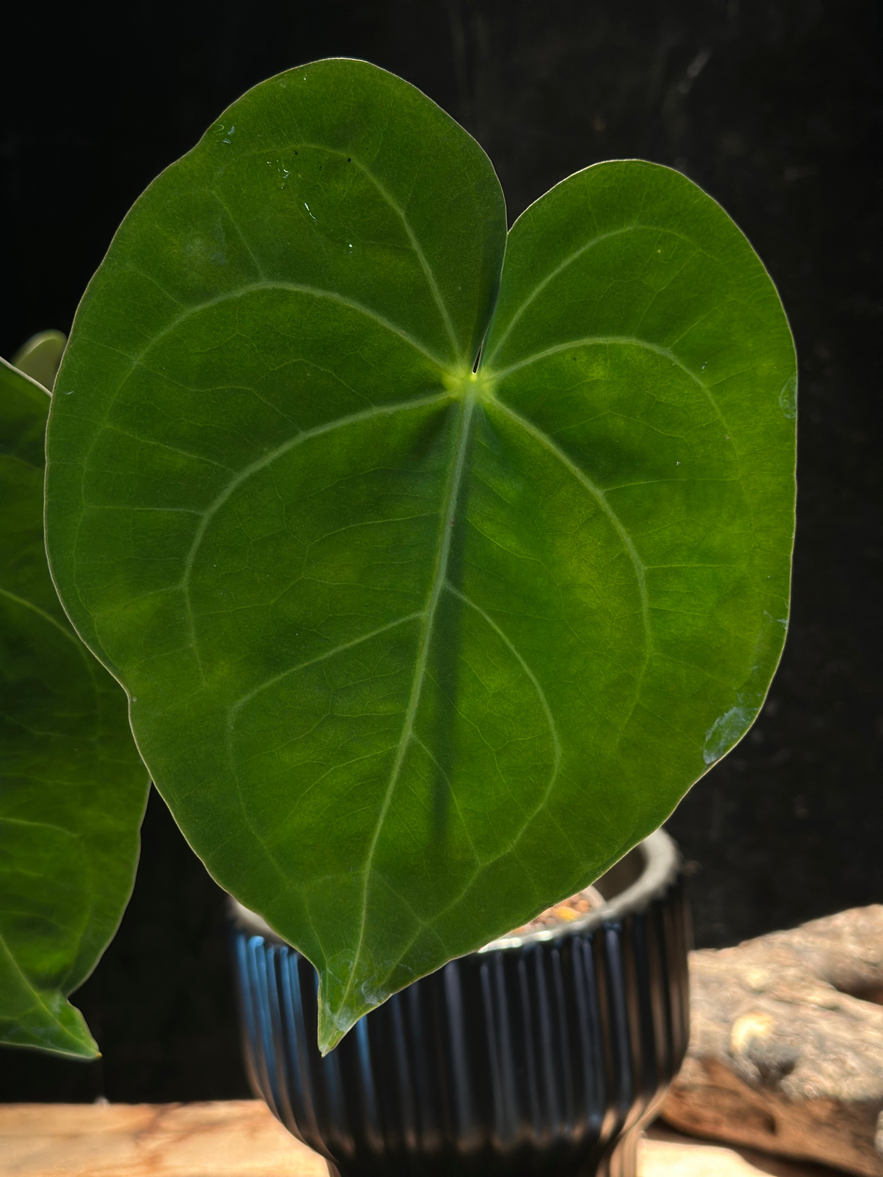 Anthurium Queen of Clarinervium