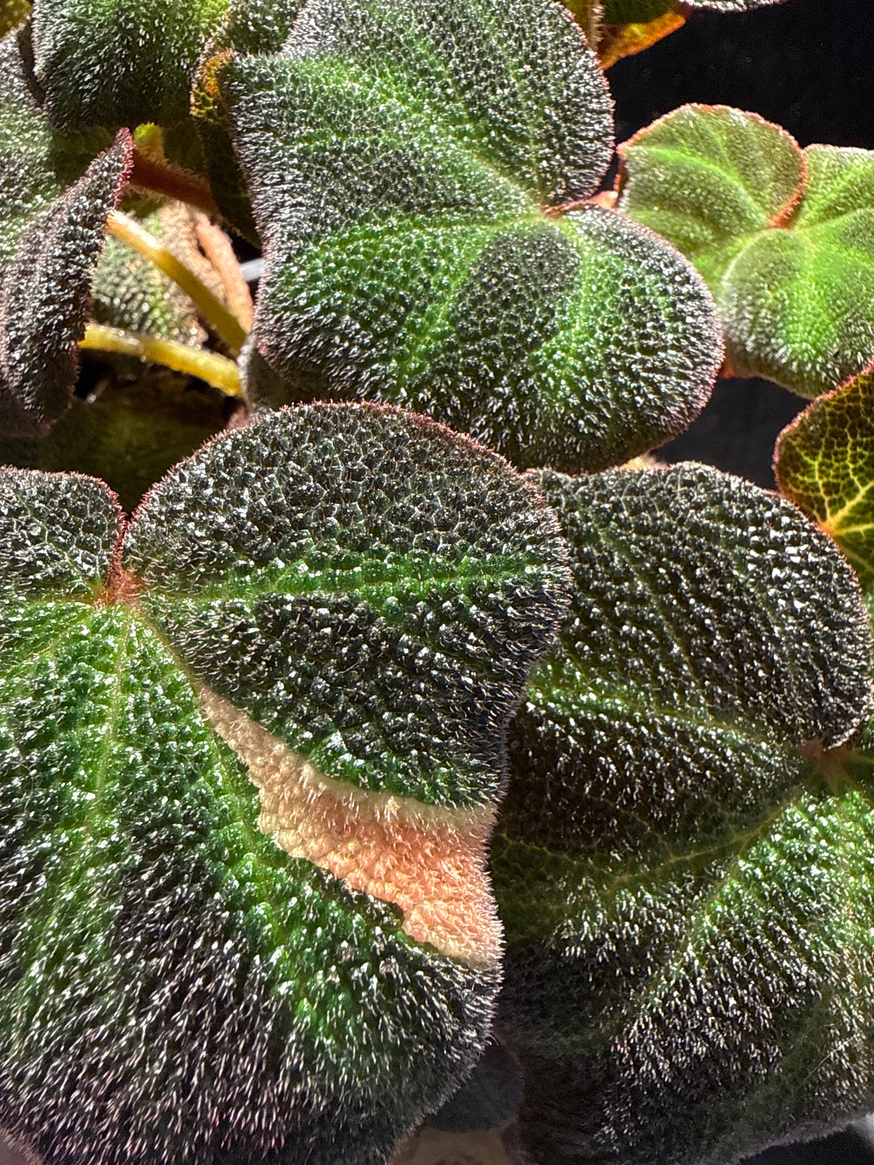 Begonia Soli-mutata PINK