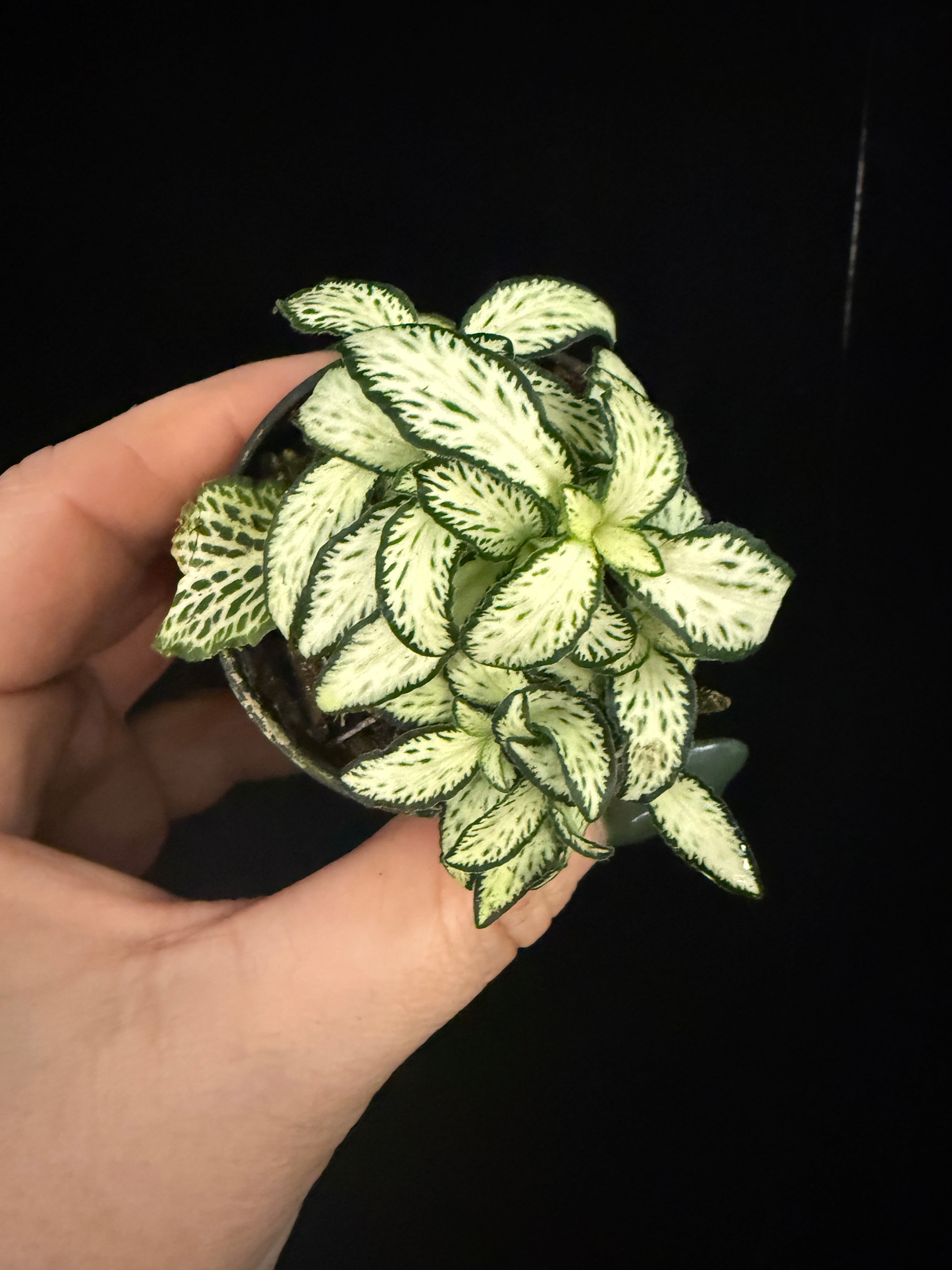 Fittonia