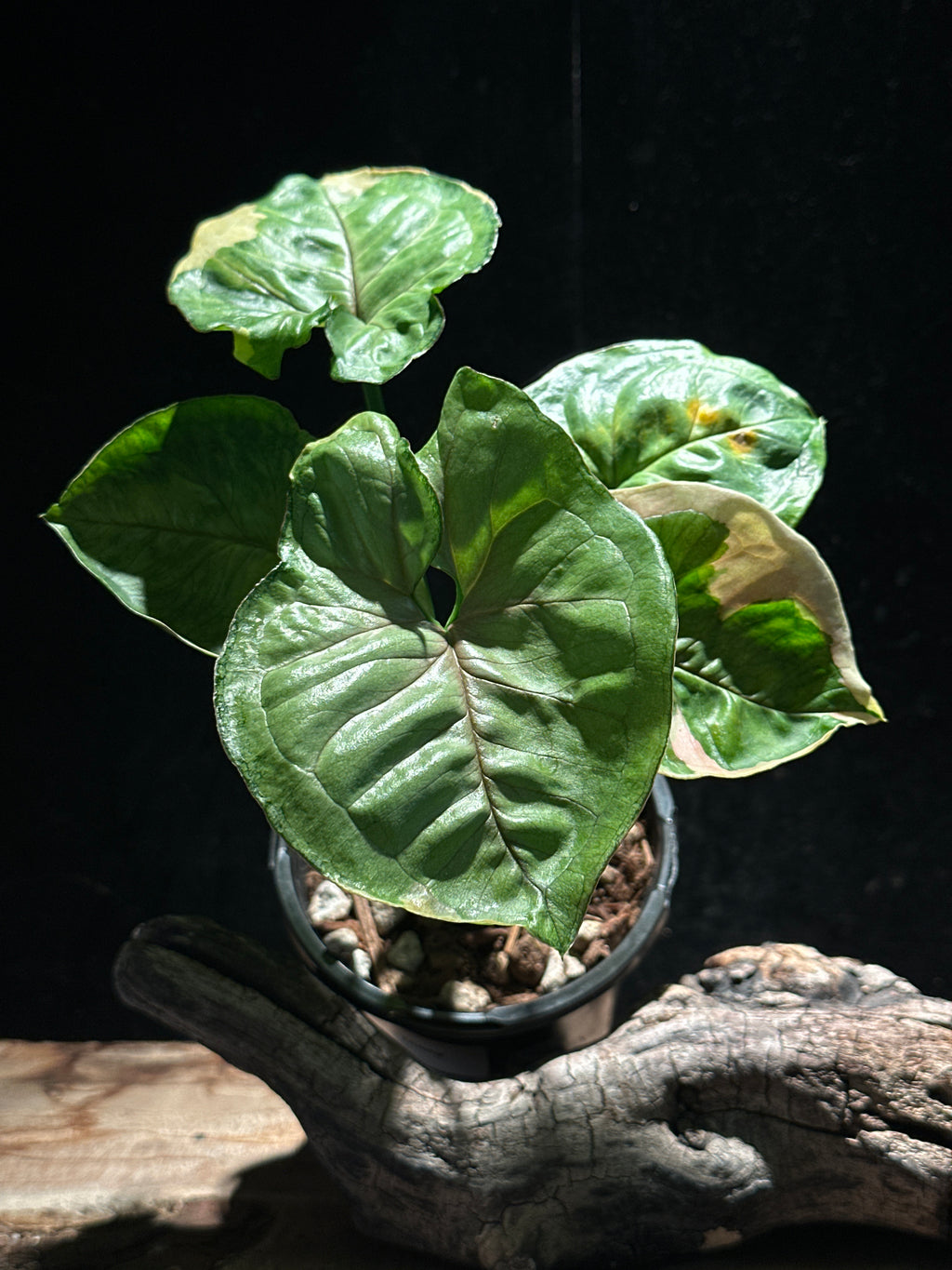 Syngonium ‘Orm Thong’