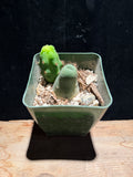 Trichocereus bridgesii monstrose – “Penis Cactus”