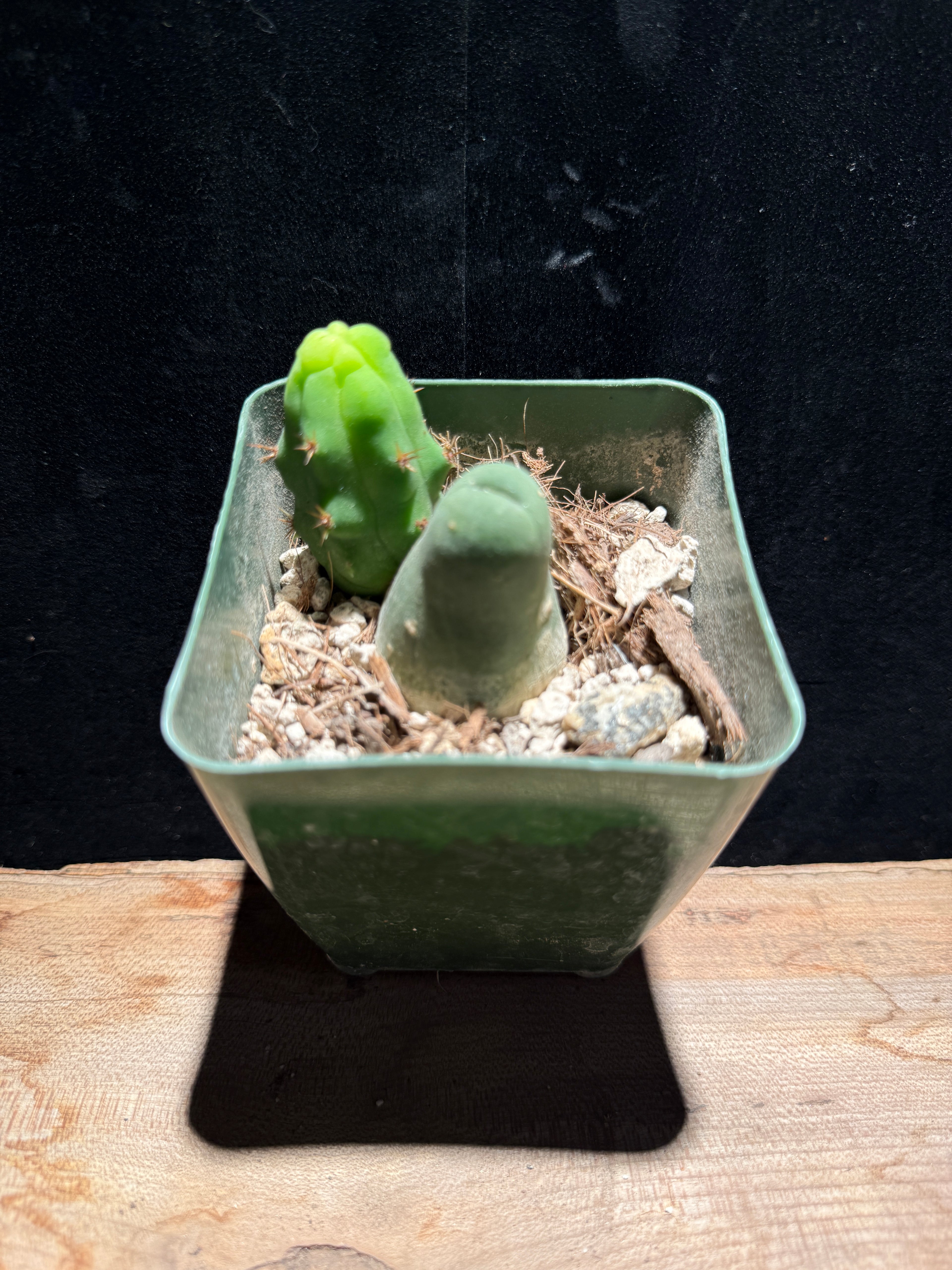 Trichocereus bridgesii monstrose – “Penis Cactus”
