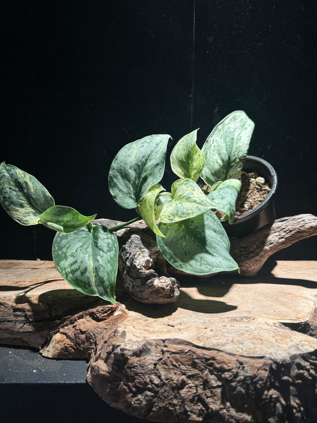 Syngonium Podophyllum ‘Red Spot Tricolor’