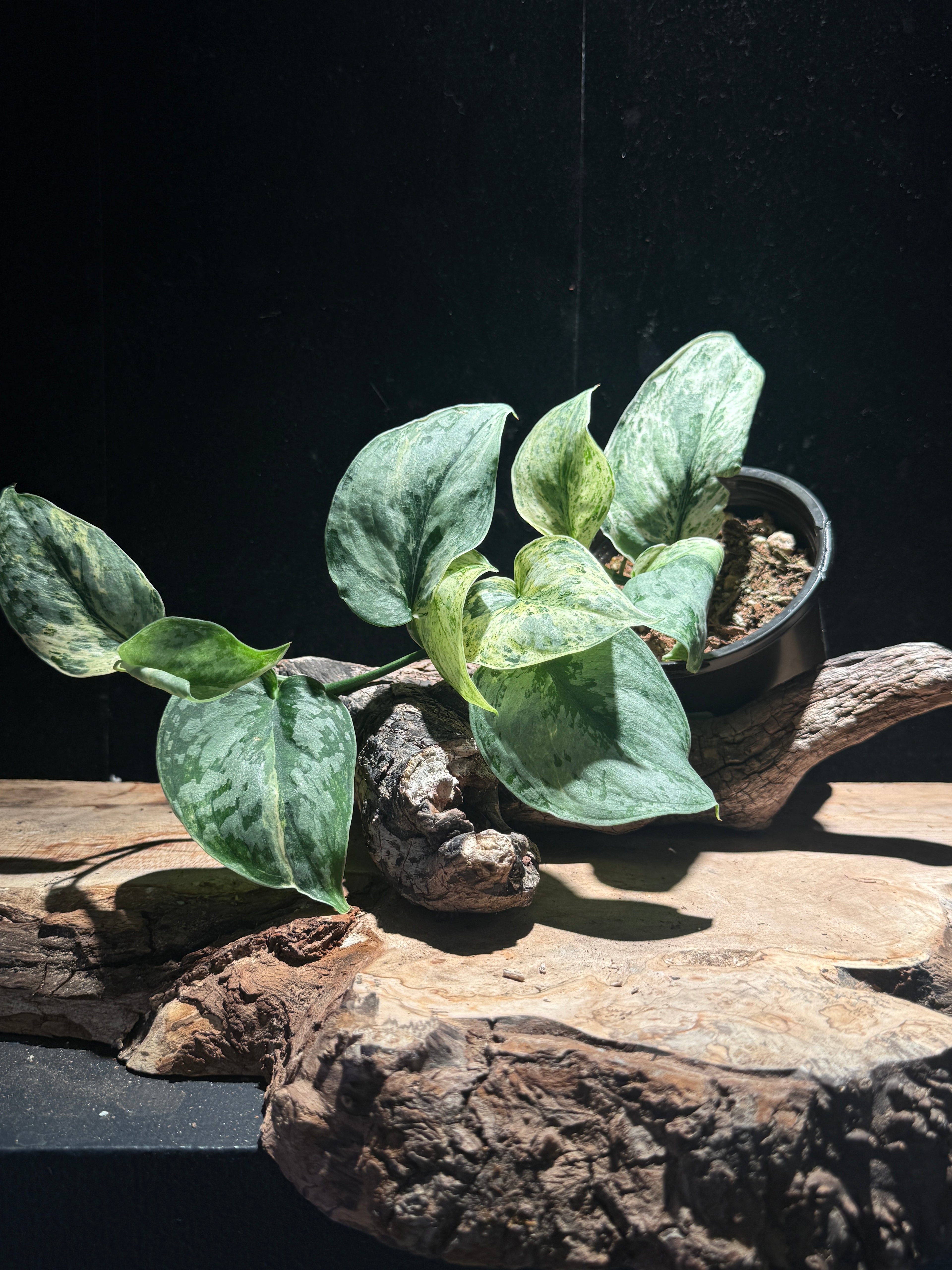Scindapsus ‘Pea Sun’ – Variegated Scindapsus (PNW Grown)