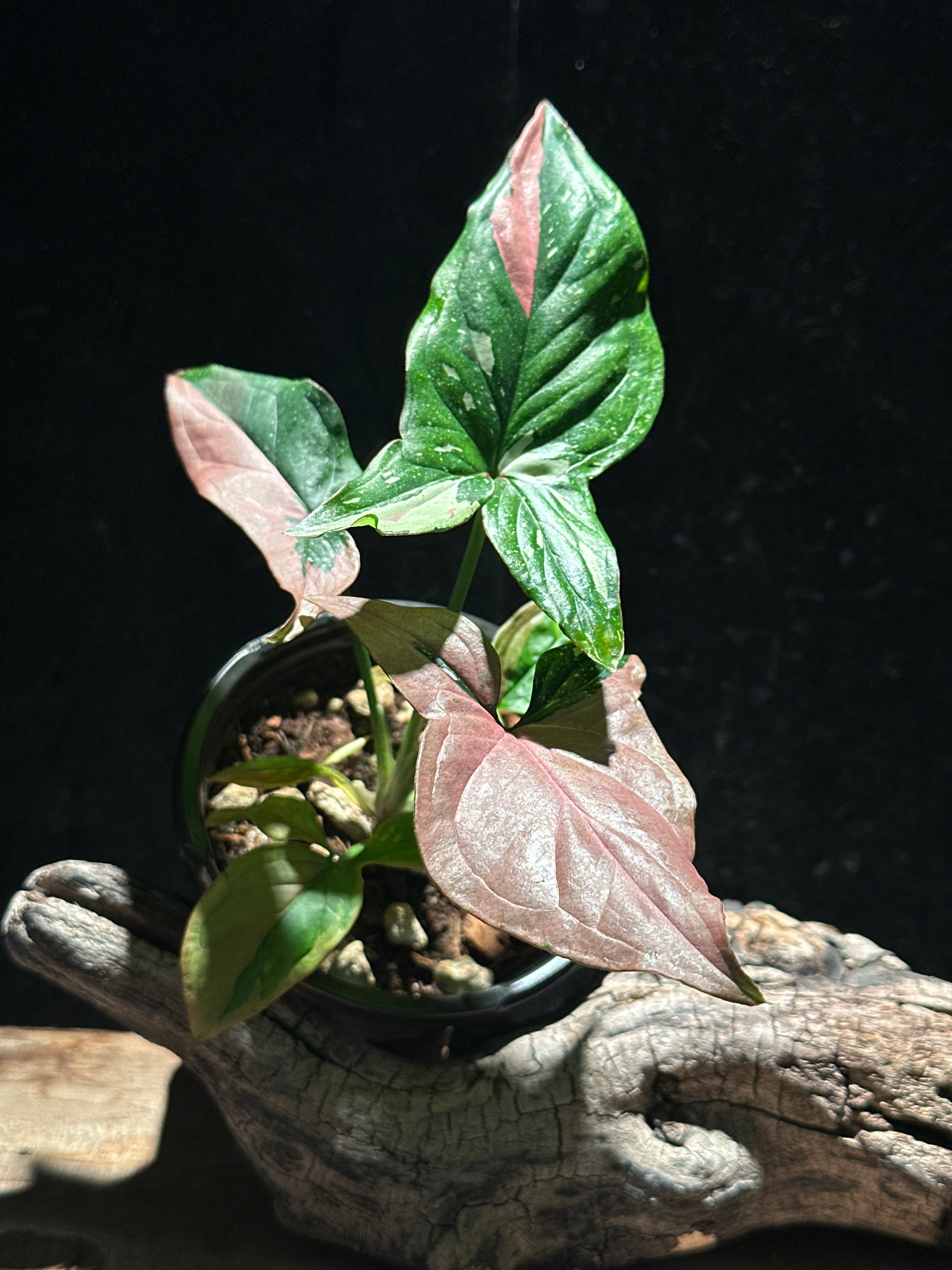 Syngonium Podophyllum ‘Red Spot Tricolor’