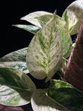 Epipremnum aureum 'Snow Queen’