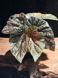 Begonia Variegated Snowcap