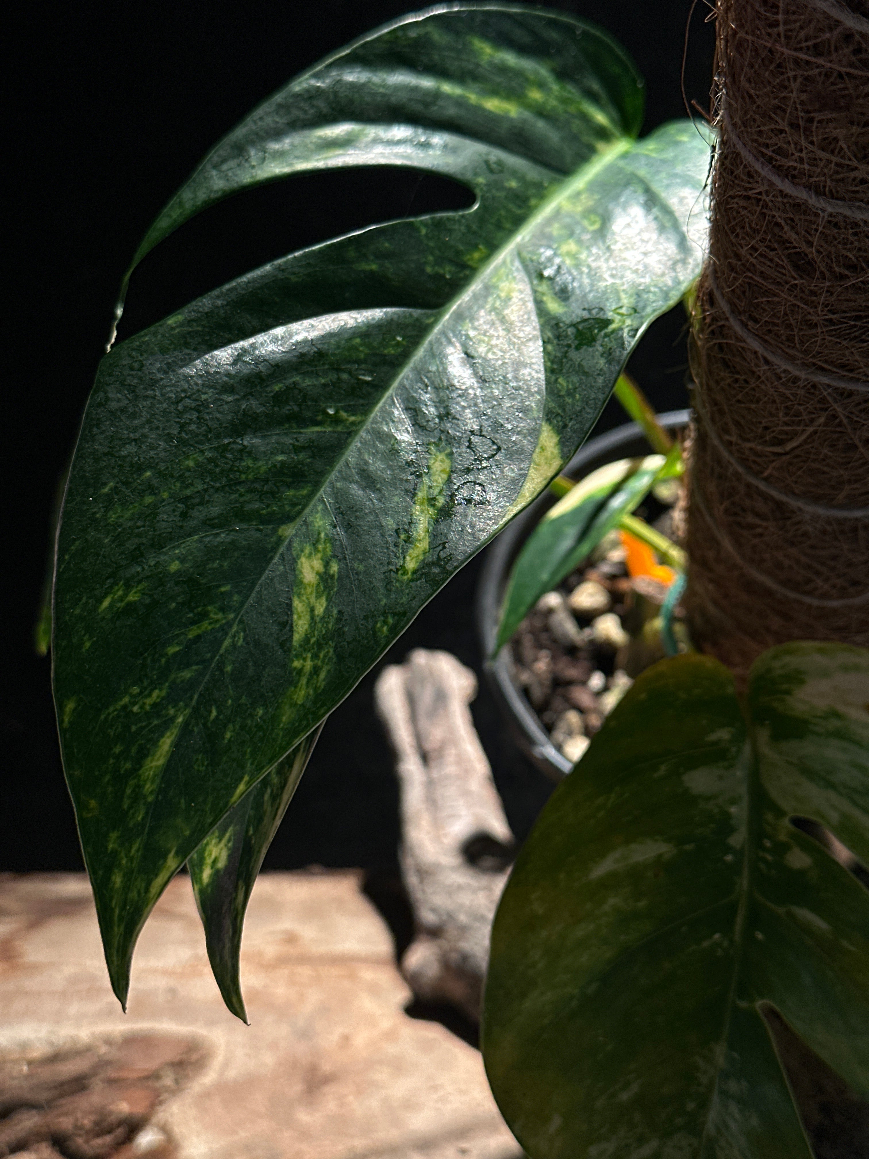 Epipremnum pinnatum ‘Golden Flame’