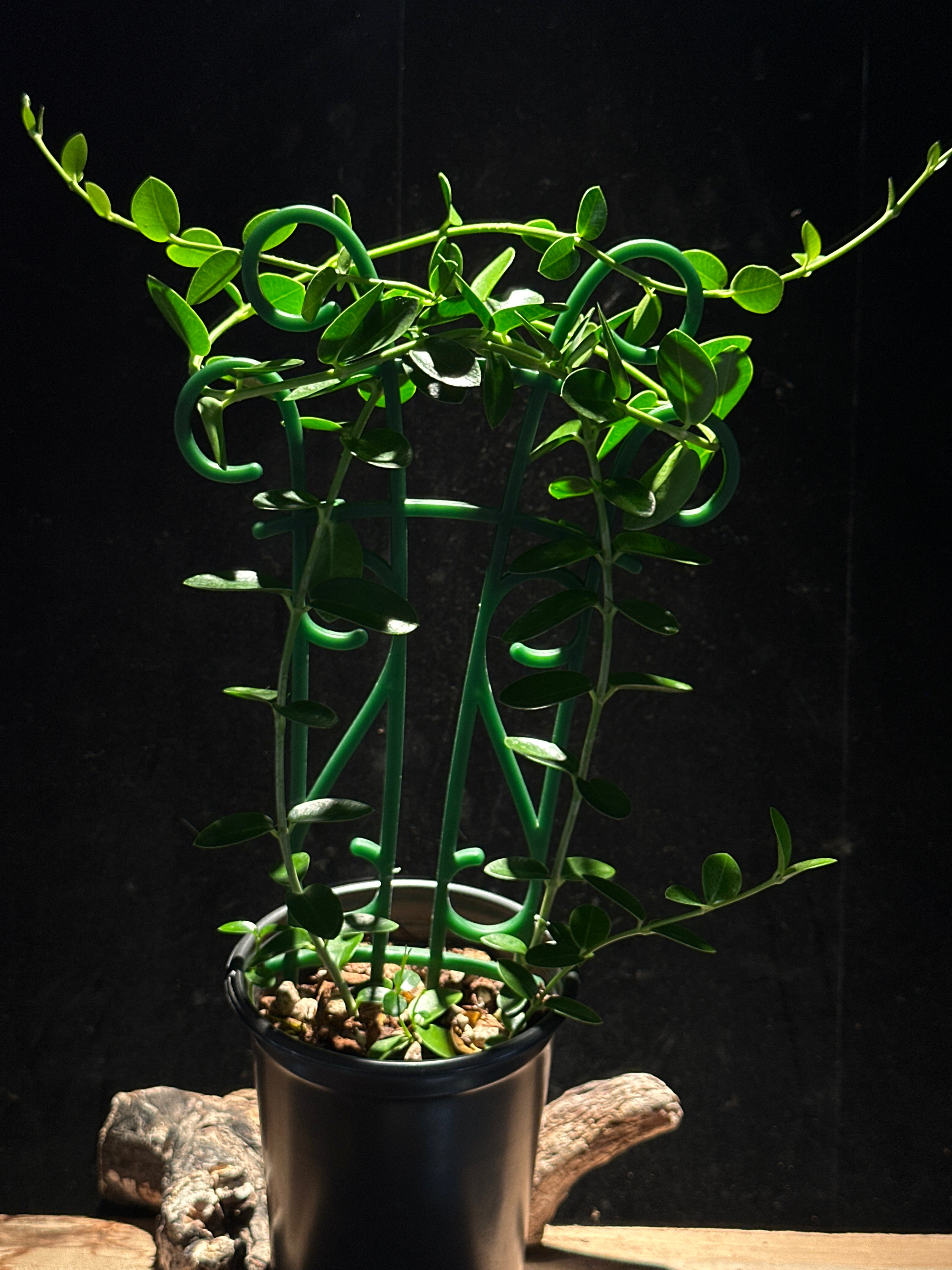Hoya cumingiana