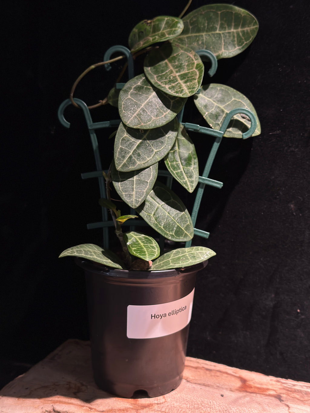 Hoya elliptica