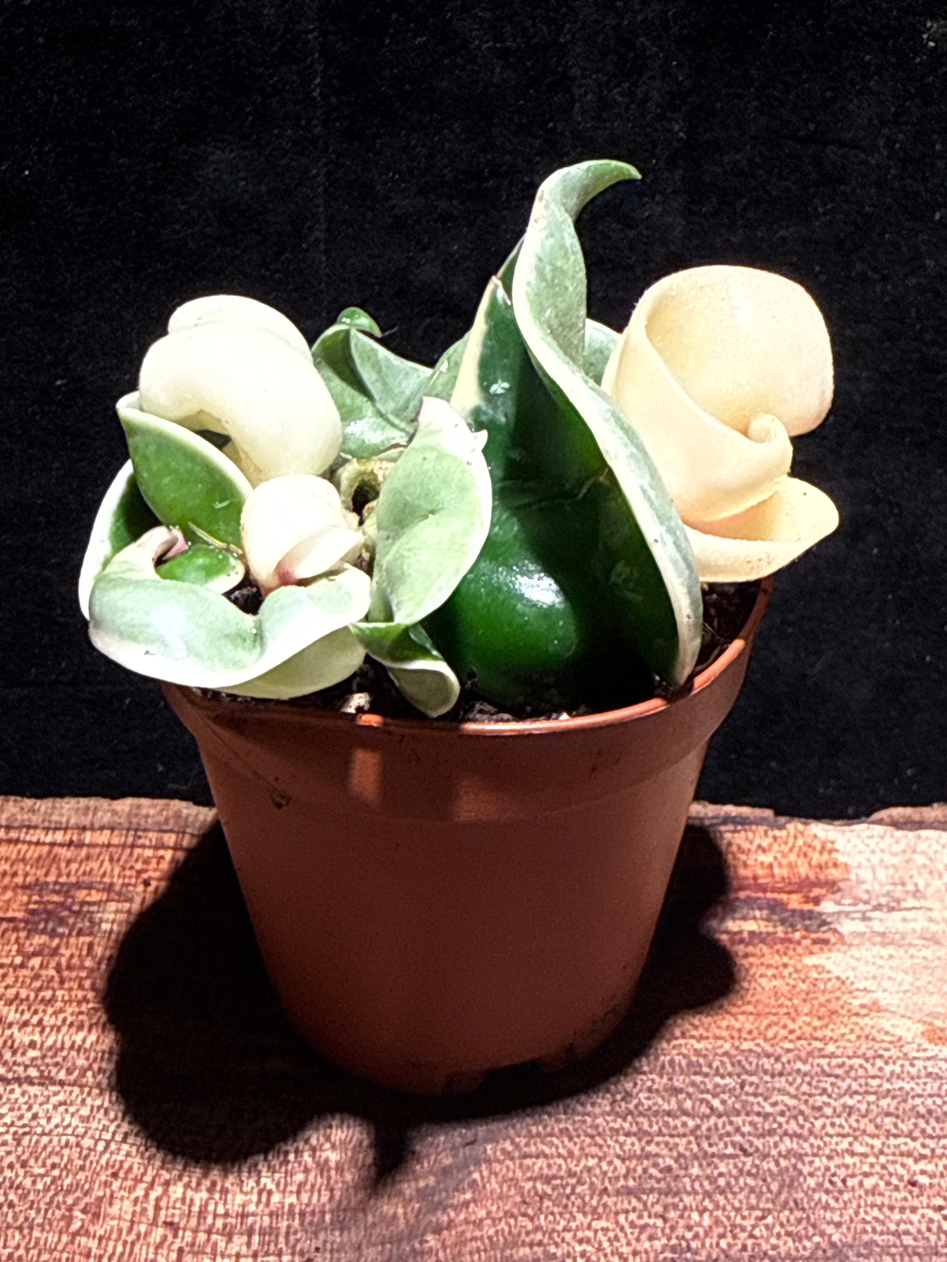 Variegated Hindu Rope Hoya (Hoya carnosa ‘Compacta Variegata’)
