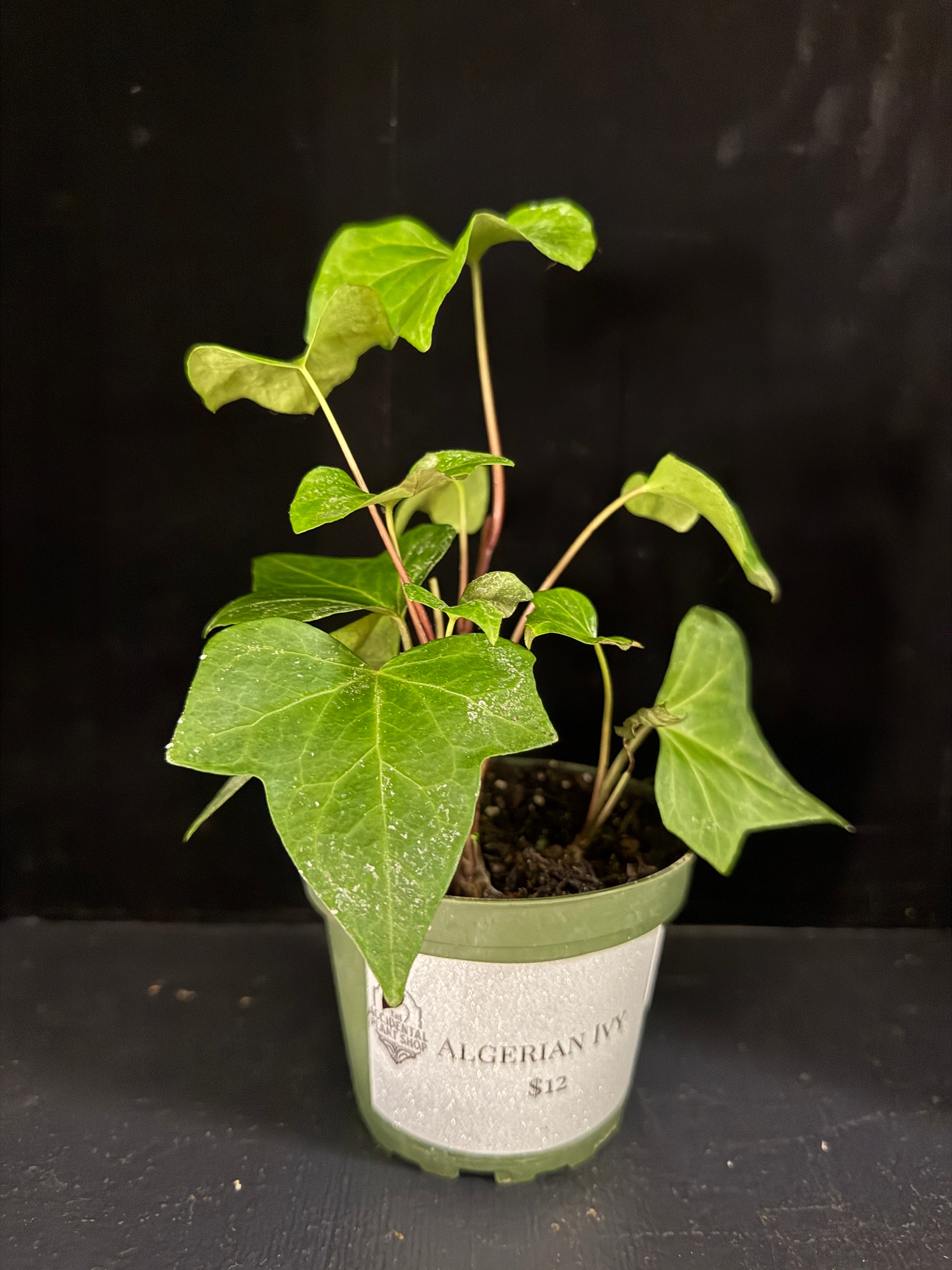 Algerian Ivy 4”