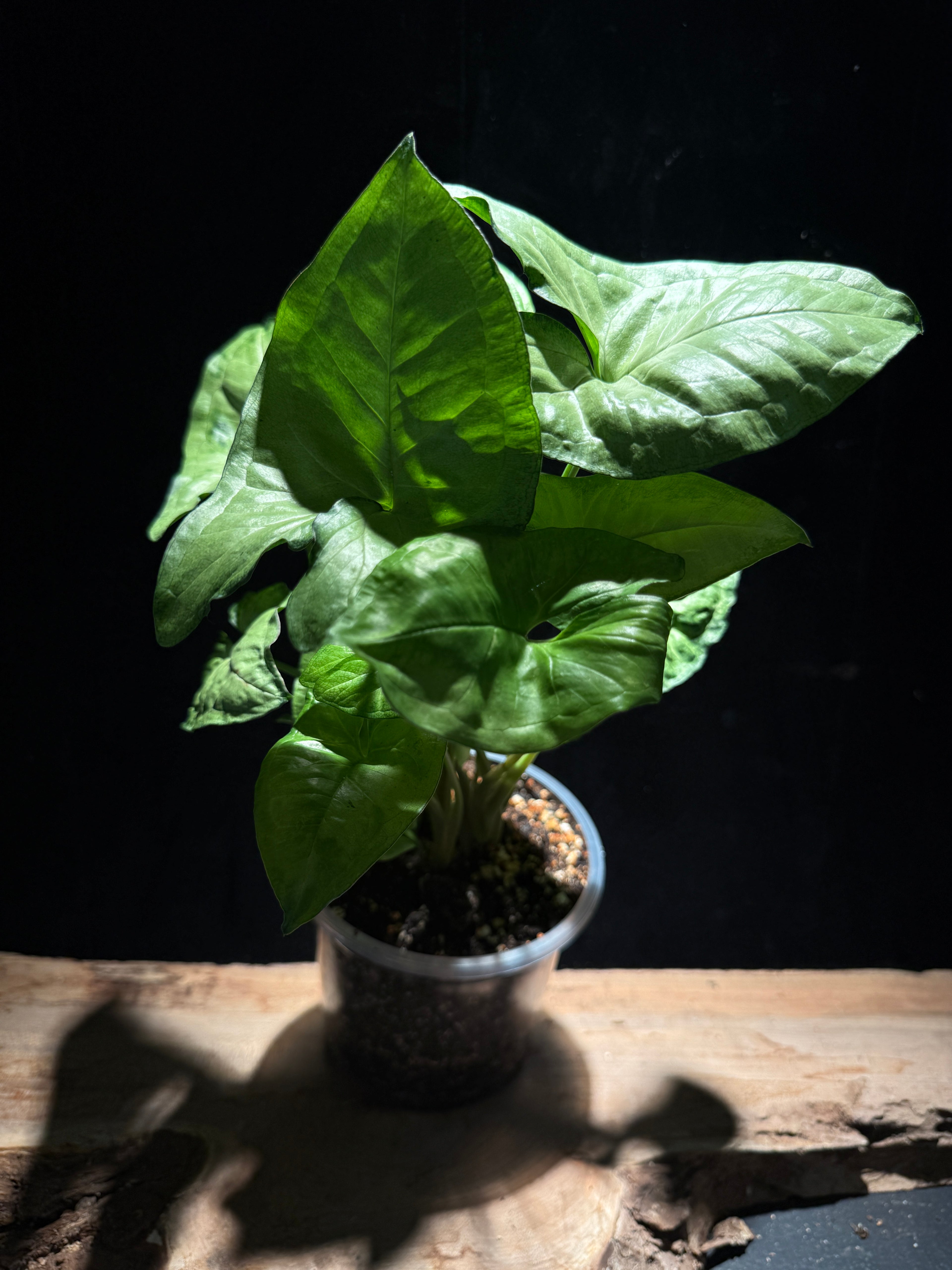 Syngonium White Butterfly | Easy Variegated Arrowhead Plant