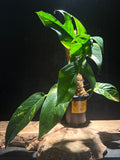Epipremnum pinnatum ‘Yellow Flame’