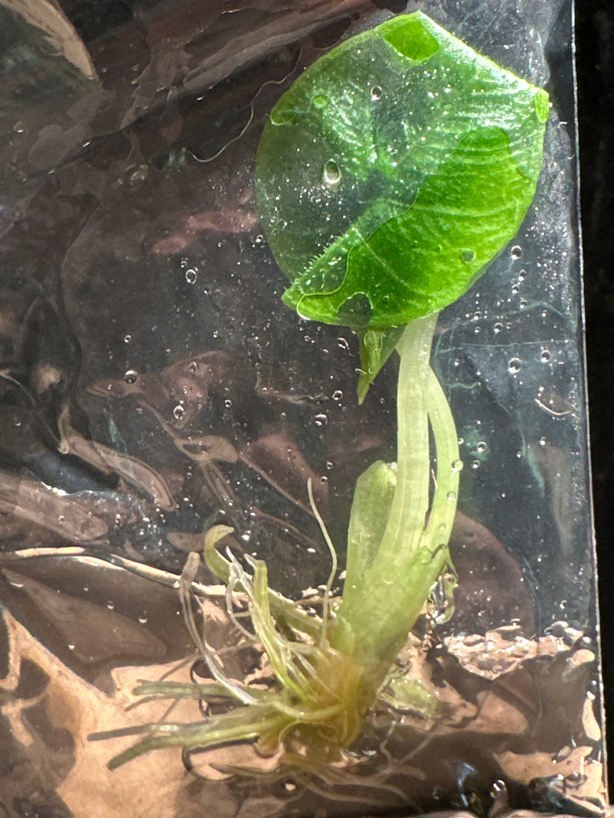 Alocasia 'Antoro Velvet" TC- Rare Purple Velvet Alocasia