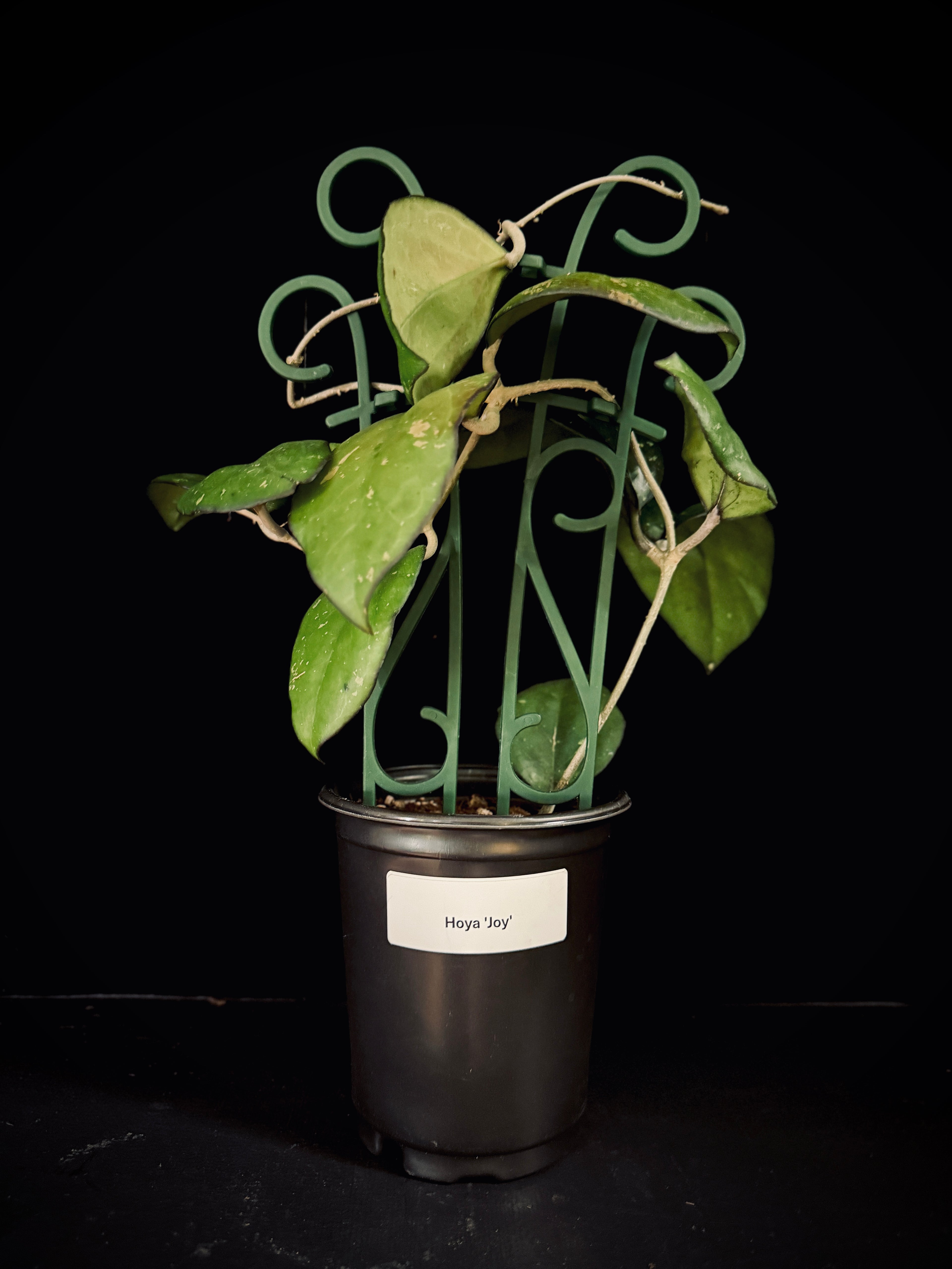 Hoya ‘Joy’