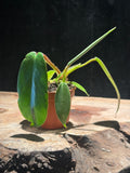 Philodendron squamiferum | Hairy Philodendron