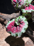 Begonia rex ‘Escargot Mafia’ | Spiral Leaf Rex Begonia